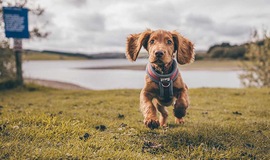 mental, health, running, dog, connection, dating, science, feelings, running, nature, feelings, talking